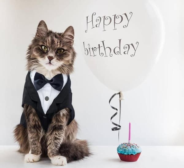 Katt Smoking Outfit, Sphynx Kattdräkt Formell Kostym med Flugan L