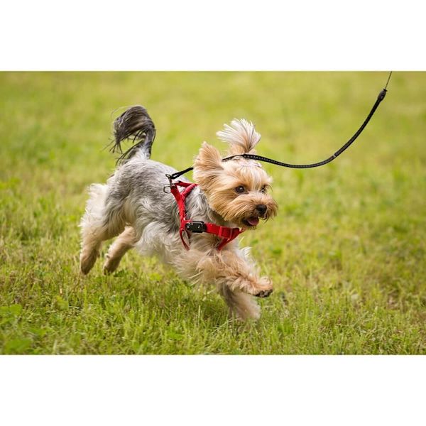 TICKLESS Fästingskydd Mini Hund