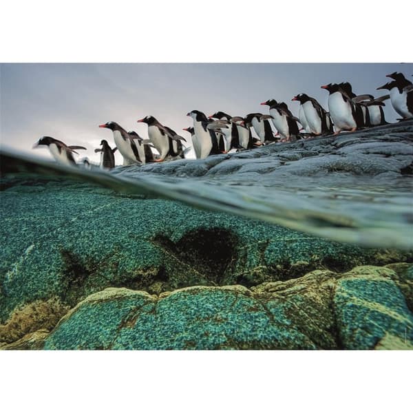 CLEMENTONI Pussel 1000 Pcs CB High Quality Collection Penguins