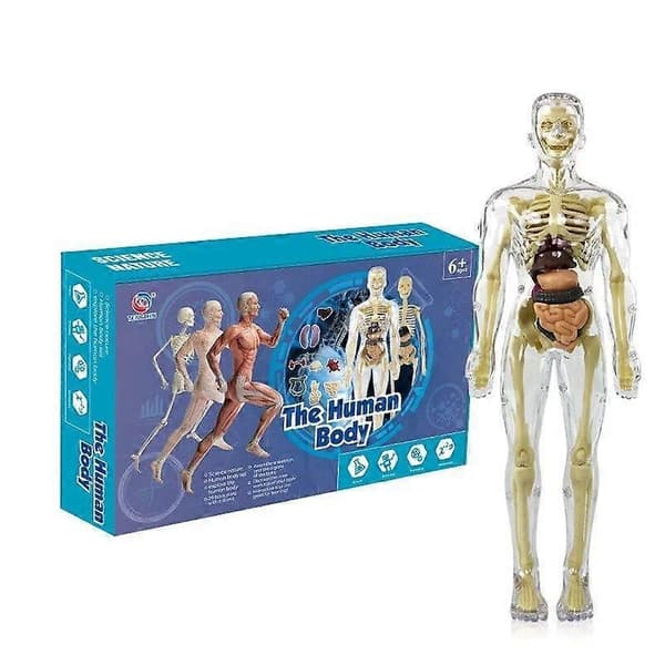 Tydlig modell av människokroppens struktur, 3D-anatomifigurkit med avtagbara organ, ben