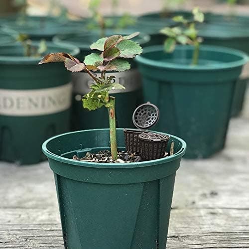 Gödselkorg 10 st Gödselbox med lock för Osmocote Orkidé Bonsai Blomväxt