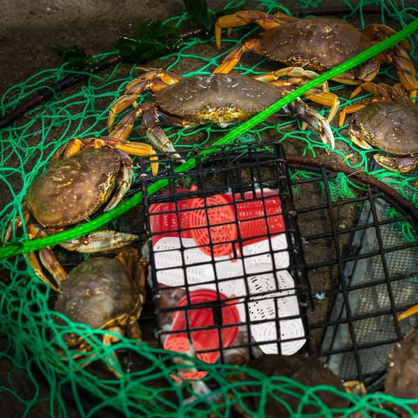 20 stk. fiskemaddingbur fælde fiskelokkemadskurv plastmadding spand til krebs rejer orm karper
