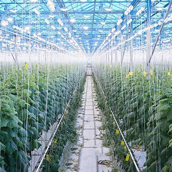 20 Stycken Tomatkrokar Växter Grönsaker Planteringskrok Tomat Spaljé Rullkrok för Gårdar Trädgård