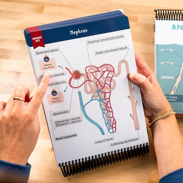 Arbetsbok för anatomimärkning
