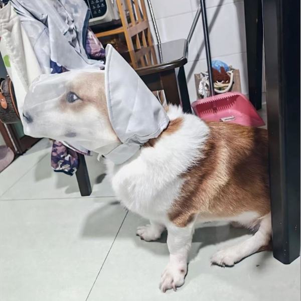 Hundehætte med åndbart net, rævehalebeskyttelse ansigtsmaske, justerbart spændedesign, (hvid, M) M