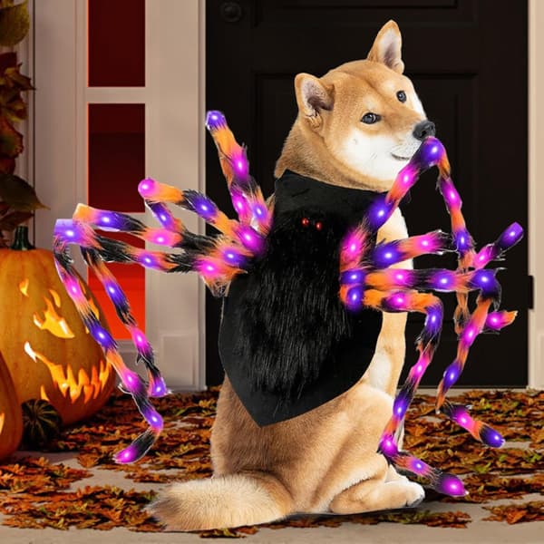 Halloween spindeldräkt för hundar – lämplig för medelstora och stora raser M 75cm