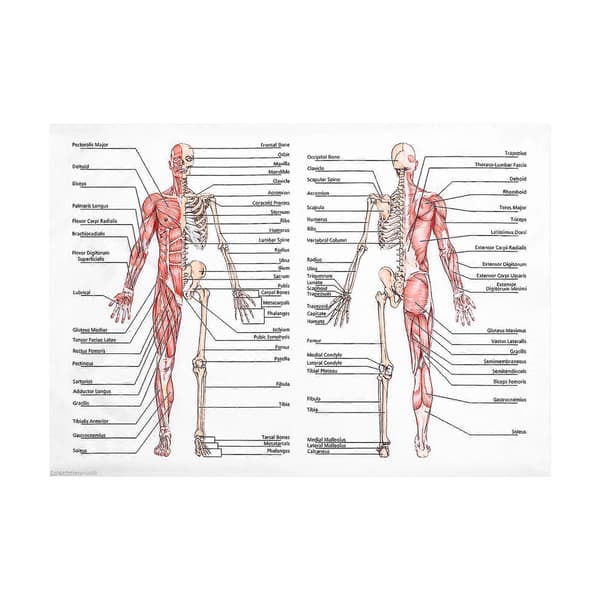 1 st Anatomiaffisch Människans Muskelsystem och Skelettsystem, Vägghängande Anatomisk Plansch