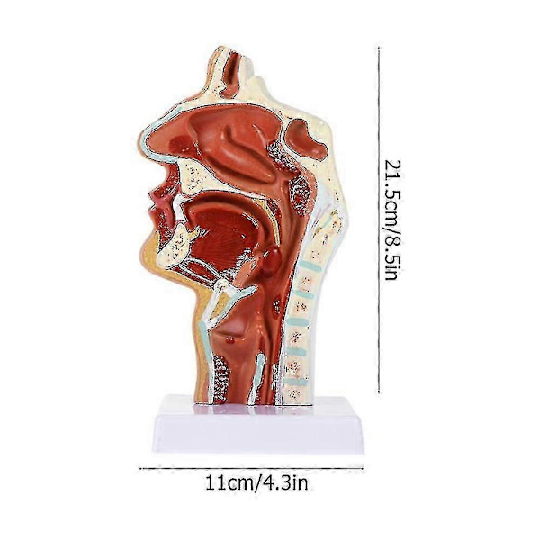 Næsehulemodel Hulemodel Svælg Strubehoved Anatomisk Model Hals Og Svælg Otolar