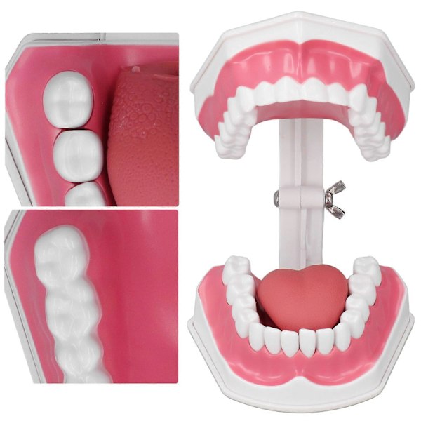 Tandmodell Tandborstning Övning Dental Undervisning Studieverktyg med Borstset