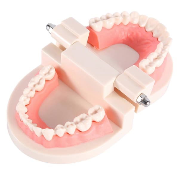 1 st PVC Dental Undervisning Studie Standardmodell Demonstration Lära Barn Borsta Tänderna