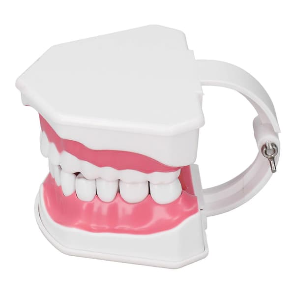 Tandmodell Tandborstning Övning Dental Undervisning Studieverktyg med Borstset