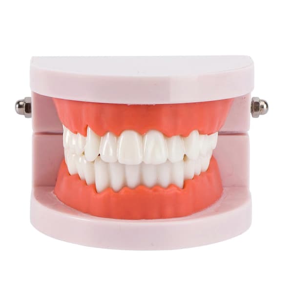 Tandmodell Standard Dental Undervisning Studie Typodont Demonstrationsverktyg