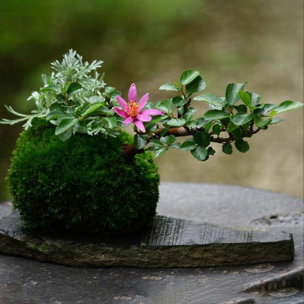 Mosedesign Blomsterpotte Sukkulent Plantebeholder Hjem Hage Kafé Dekor Qinhai