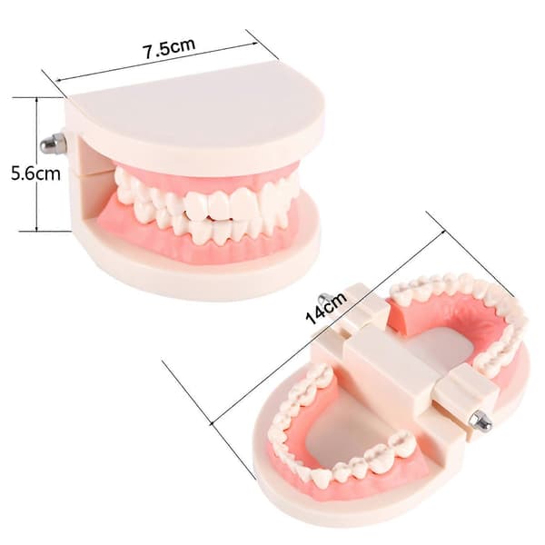 1 st PVC Dental Undervisning Studie Standardmodell Demonstration Lära Barn Borsta Tänderna