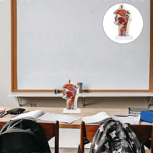 Næsehulemodel Hulemodel Svælg Strubehoved Anatomisk Model Hals Og Svælg Otolar