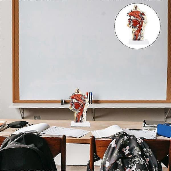 Nesehulemodell Hulemodell Svelg Larynx Anatomisk Modell Hals Og Svelghule Otolar