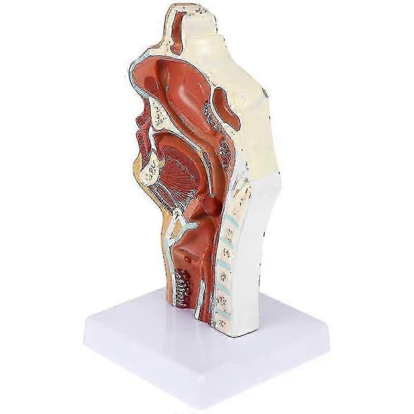 Näsans hålmodell Hålmodell Farynx Larynx Anatomisk modell Hals- och svalghåla Otolar