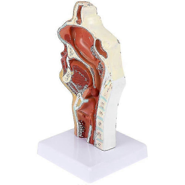 Næsehulemodel Hulemodel Svælg Strubehoved Anatomisk Model Hals Og Svælg Otolar
