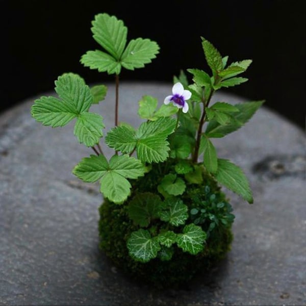 Mosedesign Blomsterpotte Sukkulent Plantebeholder Hjem Hage Kafé Dekor Qinhai