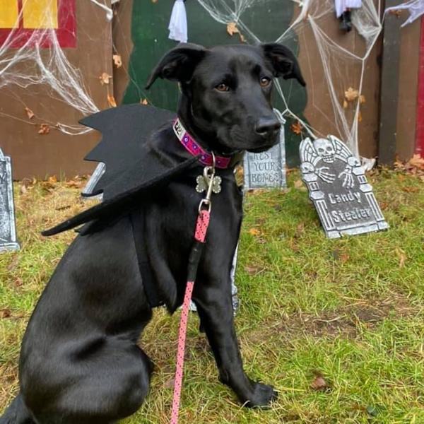 Koira Lepakko Siivet, Koiran Halloween Asuste, Suuri Koiran Asuste, Koiran Lepakko Asuste