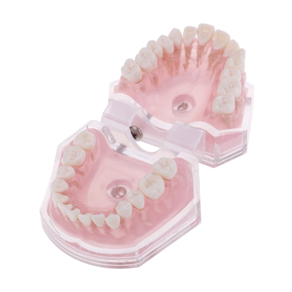 Dental Ortodontisk Typodont Plast Standardmodell 4004