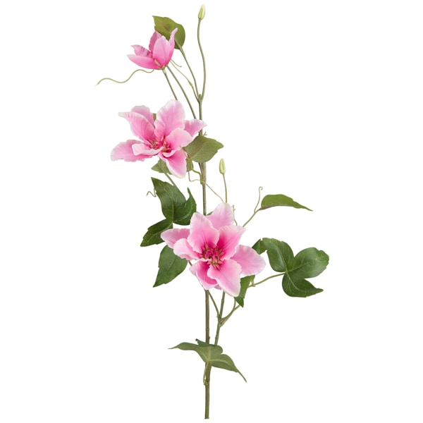 Blomkvist Clematis Rosa