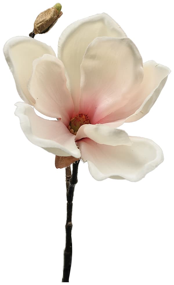 Blomkvist Magnolia Rosavit