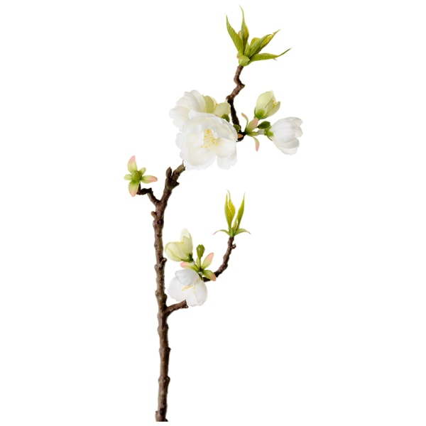 Blomkvist Äppelblom 