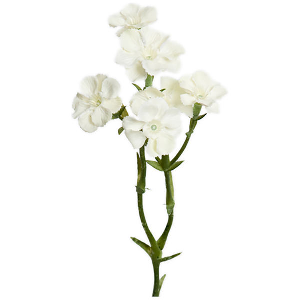 Blomkvist Borstnejlika Vit