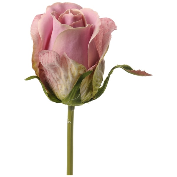 Ros rosa roskvist