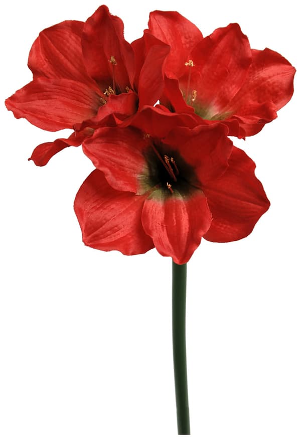 Amaryllis Ljusröd kvist - konstväxt