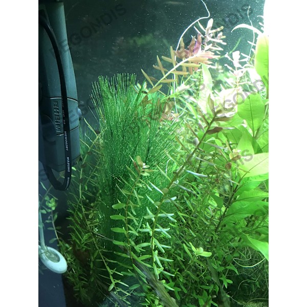 3 stk. Akvariedekorationer Fisketank 30 cm/11\" Kunstige Grønne Vandplanter
