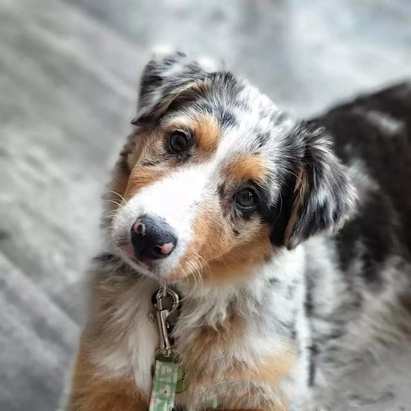 5-pak Hummerlås Metal Drejelig Bolt Snap Drejelig Snapkrog Kraftig Drejelig Triggerkrog Clip Hundesnor Clip Til Hundesnor Camping Vandring Nøglering