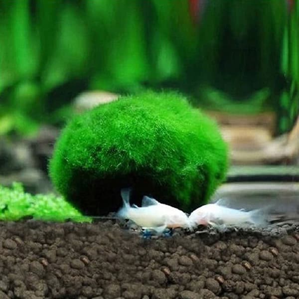 2-3 cm Marimo Mosbolde Levende Akvarie Alger Fisk
