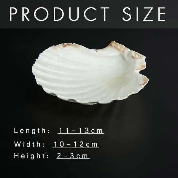 (SC) 6 pcs Scallop Shells for Food Serving, Baking Shells Large Natural White Sea Beach Scallop Shells for DIY Craft Decor_Cheap Gifts