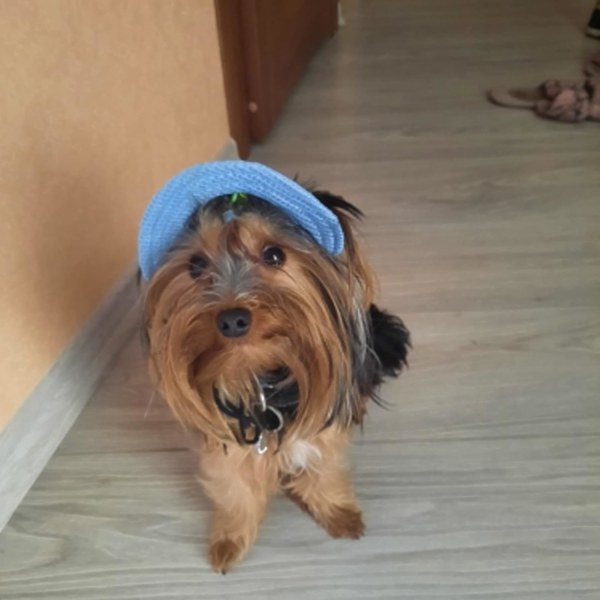 Verano mascota sombrero para el sol perro deportes al aire libre protección solar sombrero para el sol perros pequeños cachorros gatos Blue L