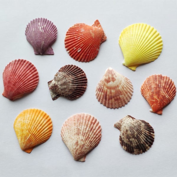 120 g Naturlig turbo Seashell Seashell Eremittkreps Hus Akvarium Praktiske Skjell Håndverk Dekorasjoner Rekvisitter Folk Ingen Folk Lokasjon