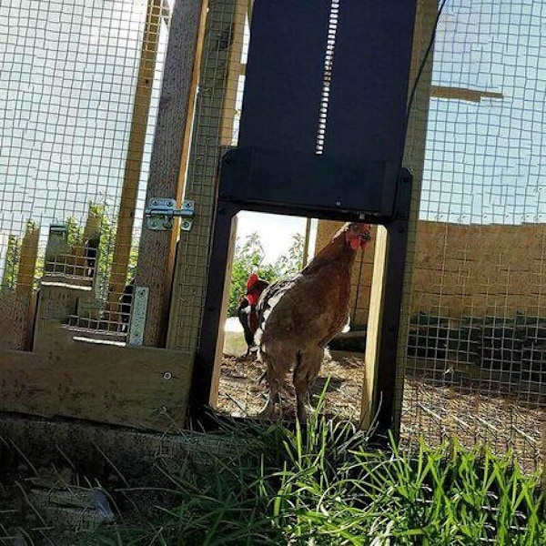 Fowl Guardian, Automatisk Hönshusdörr, Slitstark Aluminiumlegering, Anti-klämfunktion, Vattentät, Soldriven för Problemfri Användning, Ljussensor