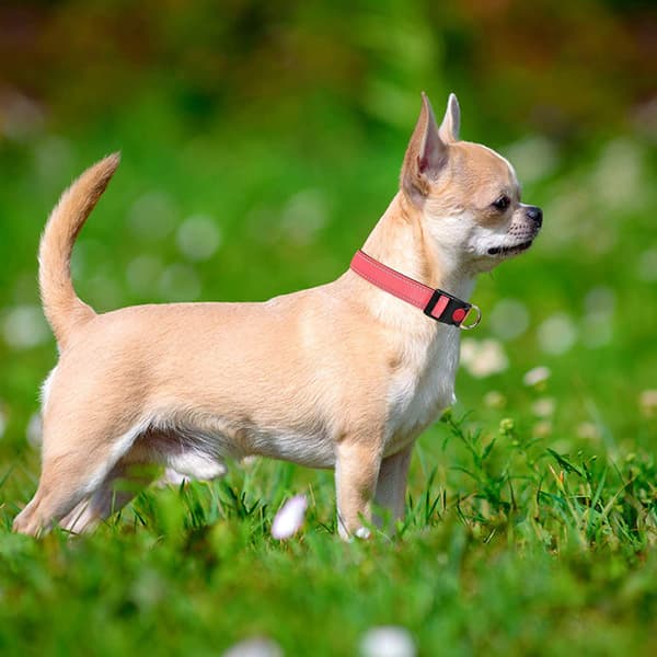 Kæledyrsstil: Holdbart nylon webbing halsbånd med blød neoprenpolstring, reflekterende tråde, til små til store hunde, Rose, Quick Release
