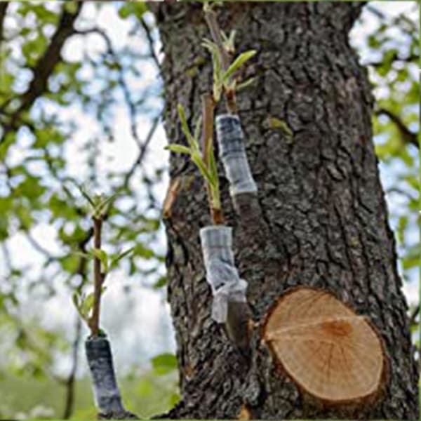 Hage podingstape for frukttrær, fytoremedieringsspiretape 2 cm wide