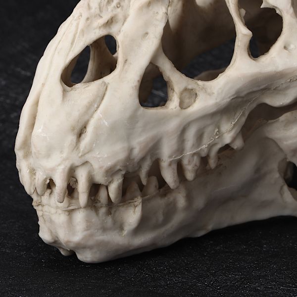 Harpiks Tyrannosaurus Kranie Ornament Landskabsdekoration til Akvarium Fisk Reptiler Tank