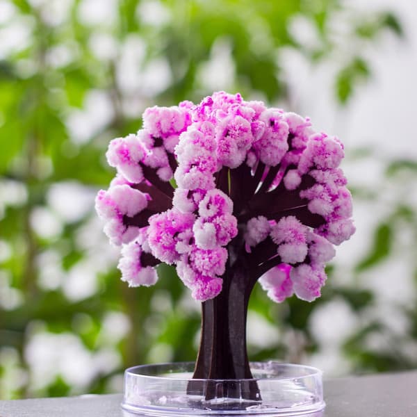 Thumbs Up Bonsai Magisk Sakura