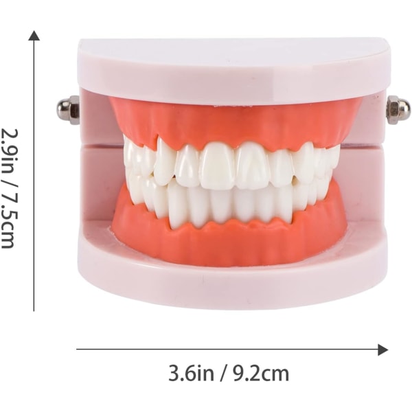 Tandmodeller, praksismodeller til børstning og tandtråd