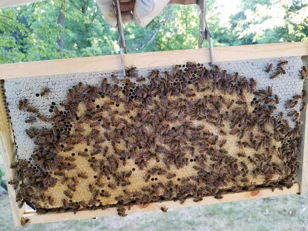 Bistade Ramme Griber i Rustfrit Stål, Bistade Ramme Greb Holder