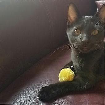 Phoenix 6 stk. Kattelegetøj Furry Ranglekugle til Kat & Killing