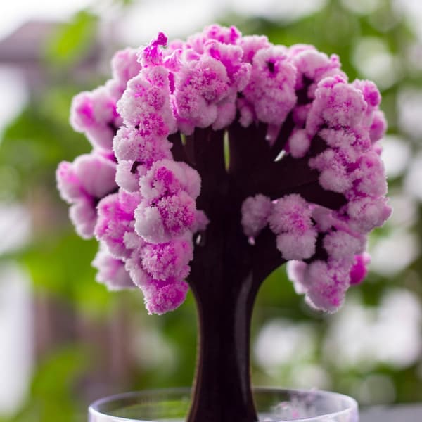 Thumbs Up Bonsai Magisk Sakura