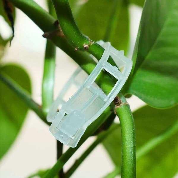 Plantestøtte Haveclips til lige vækst, Quick Release Design for nem håndtering