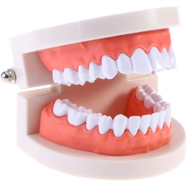 Tannmodeller, praksismodeller for børsting og bruk av tanntråd