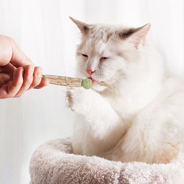 Katt tuggleksak Catnip Organisk Interaktiv Kattleksak Inomhus Katt