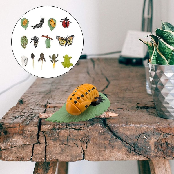 3 sett Plastic Life Cycle Leker Ladybug Growing Kit Frog Life